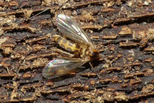 Réf. 249 115 : Mycetophilini inconnu